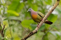 Holub papousci - Treron vernans - Pink-necked Green-Pigeon o9957